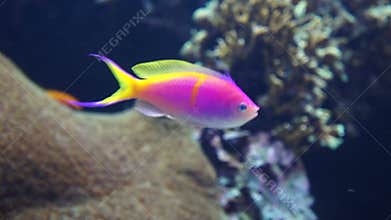 Colorful Fish on Coral Reef