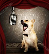 Dog in singing performance on stage