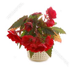 Begonia