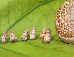 Baby Garden Snails going home