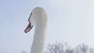 Mute Swan - Cygnus olor