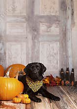 Fall Dog Portrait