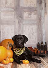 Fall Dog Portrait