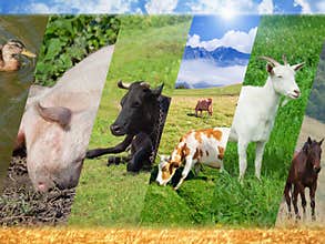 Livestock collage