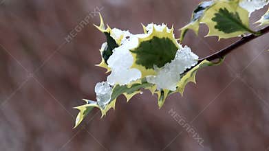 Ice and water droplets upon ilex branch, Holland