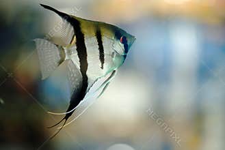 Angel fish