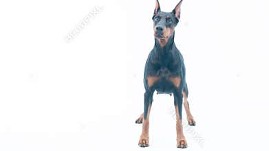 Doberman staying on isolated background