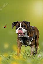 Dog, Boxer, German Boxer chasing butterfly on a meadow