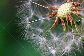 Seeded dandelion head