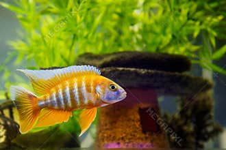African Cichlid in aquarium