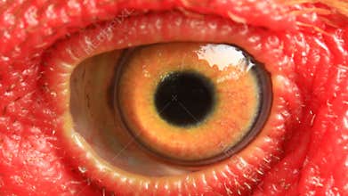 Chicken eye