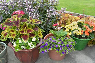 Patio of potted plants.