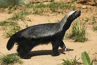 Honey badger (Mellivora capensis)