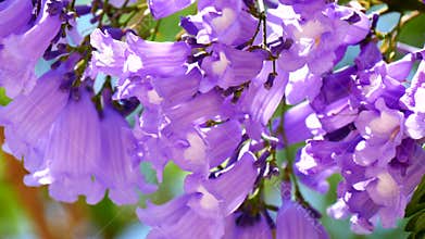 Flowering Jacaranda Tree (4K)
