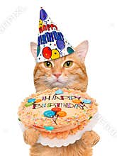 Birthday cat .