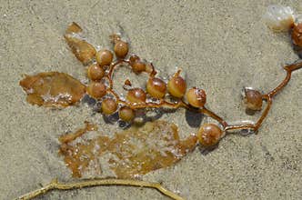 Kelp Beads