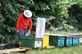 Beekeeping - Beehives