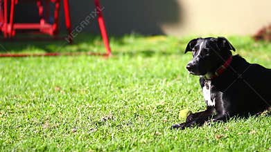 Black dog on the grass