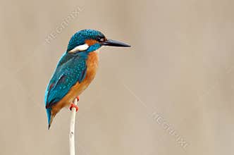 Kingfisher (alcedo atthis)