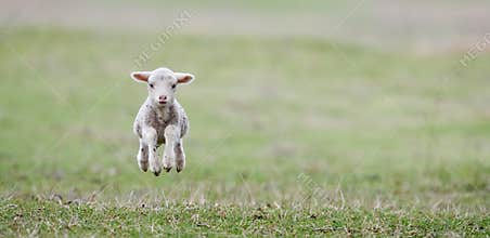 Cute lamb on field in spring