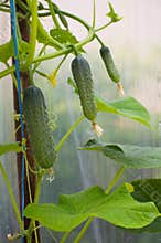 Cucumber