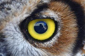 Owl eye