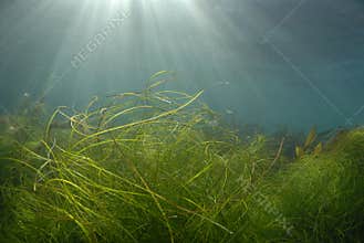 Shallow Underwater Grass