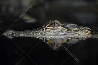 American Alligator Reflection