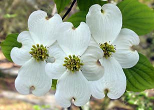 Three dogwoods blooming