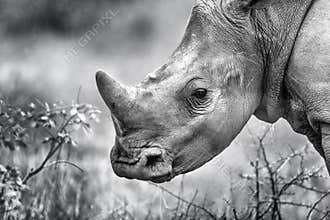 African Rhino Calf Monochrome Horn