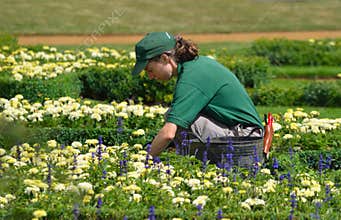 Female gardener tending Flowers