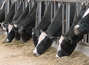 Cows Feeding