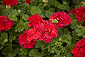 Geraniums Useful for Background