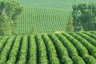 Soybeans on rolling hills