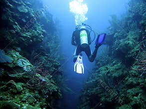 Scuba Diving in Belize