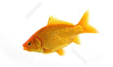Gold fish