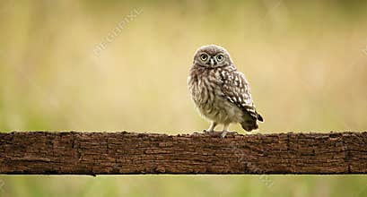 Wild little owl