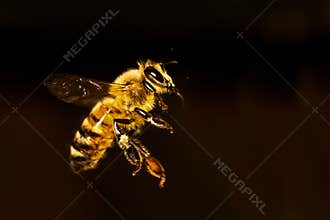 Honey bee flight