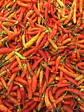Chili padi
