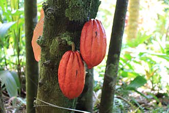 Cocoa pods