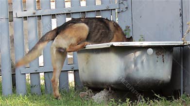 Funny dog drinking water