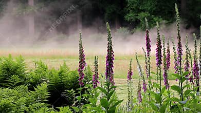 Dust, caused by turning grass, Brummen, Holland