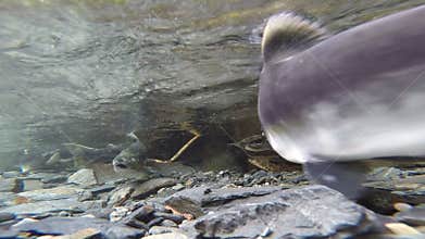 Wild Pacific Pink Salmon Spawning Clear Glacier Stream