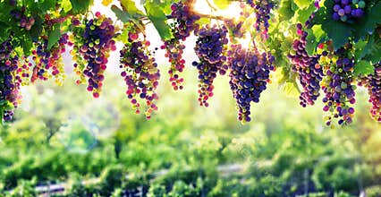 Viticulture The Sun That Ripens