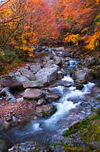 Golden colors of forest and stream