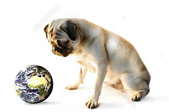 Pug and the world