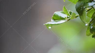 Rain drops falling from wet leaf