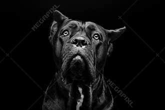 Cane corso dog