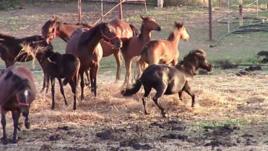 Young stallion kicking with his back legs