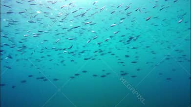 School of fish in the sea water